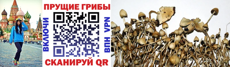 Псилоцибиновые грибы Psilocybe блэк спрут Кореновск darknet официальный сайт цены